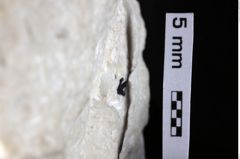 Foto (Detailansicht) von Goniodromites sp. (NHMW-GEO-1990-0041-0370)